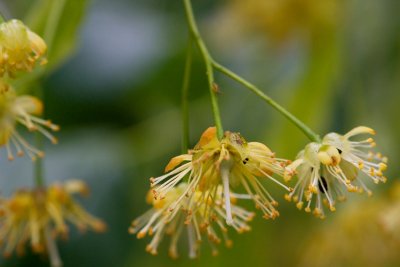 Tilia platyphyllos 'Laciniata' - lípa velkolistá - květ
